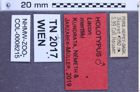 Etikette zu Lacon mertliki (Kundrata, Mertlik & Németh, 2019) (NHMW-ZOO-COL-0008215)